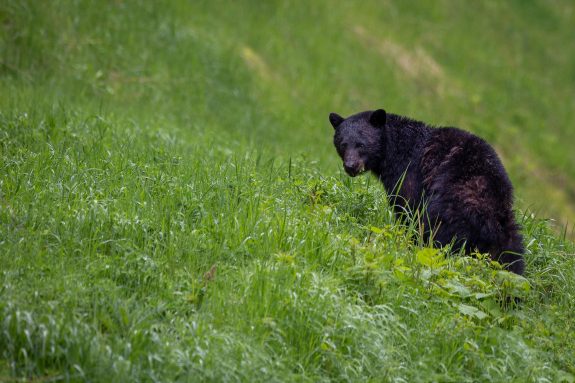 Orphaned, Injured or Lost Bears Need to be Helped, Not Executed