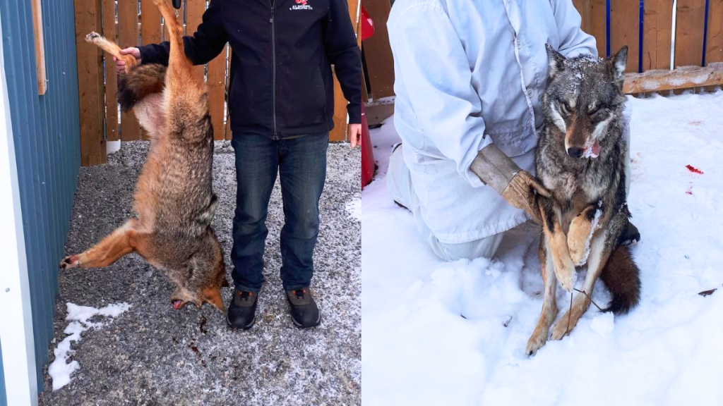 Image shows dead coyotes.