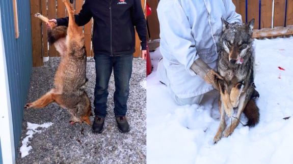 Cash Prizes Awarded for 2023 Coyote Slaughter