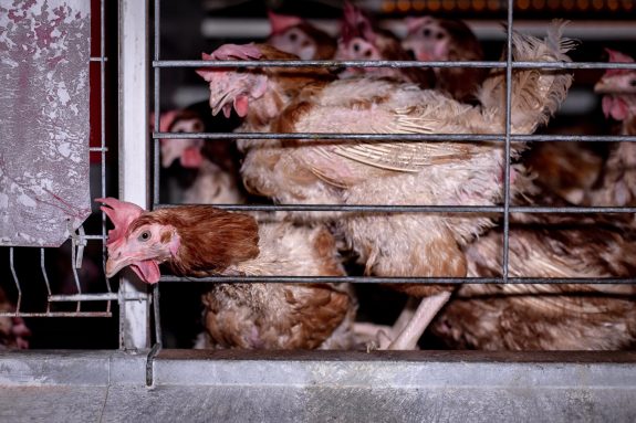 Hens Suffer as Major Brands Wobble on Cage-Free Commitments