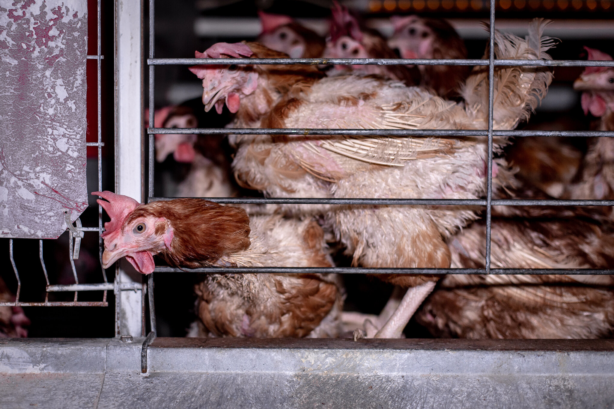 Image shows hens on factory farm
