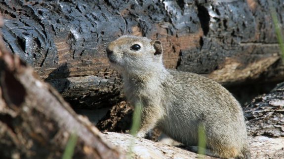 Poisoning Ground Squirrels With Strychnine is Being Banned