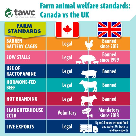 Brits Concerned by Canada’s Lagging Animal Welfare Standards