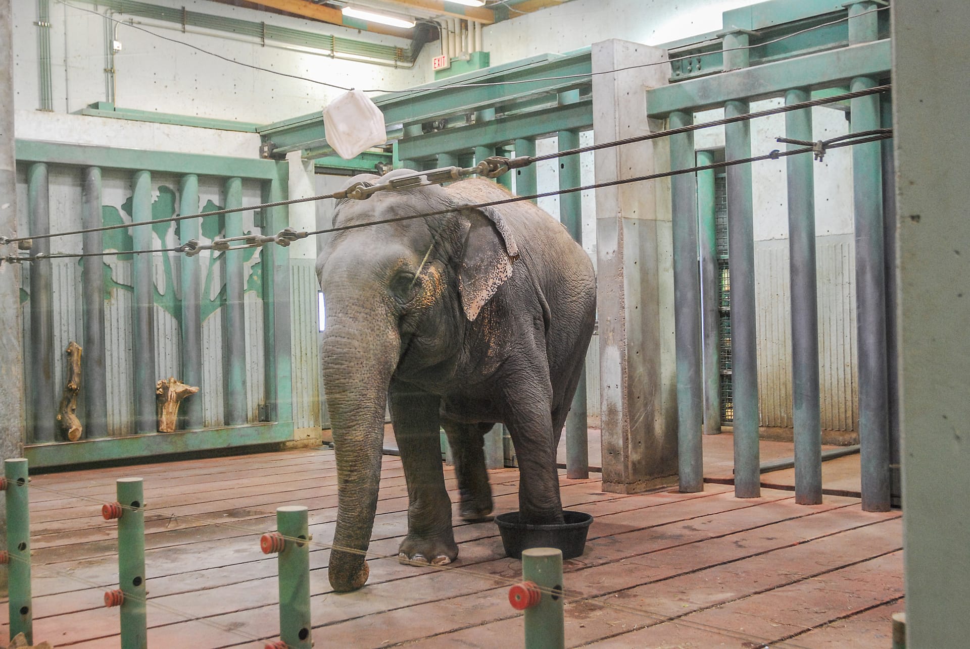 Image shows Lucy the Elephant at Edmonton Valley Zoo.