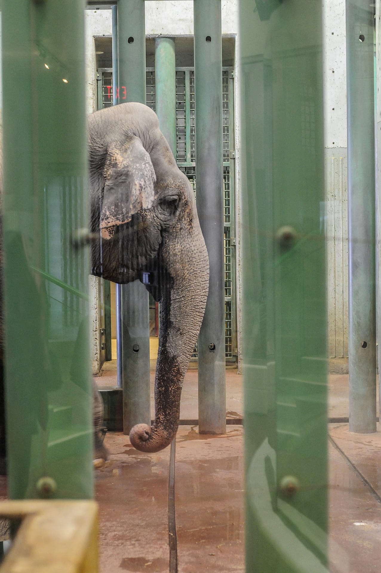 Image shows Lucy the Elephant at Edmonton Valley Zoo.