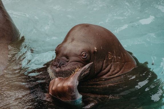 Canadian Walruses Rented to New SeaWorld Park