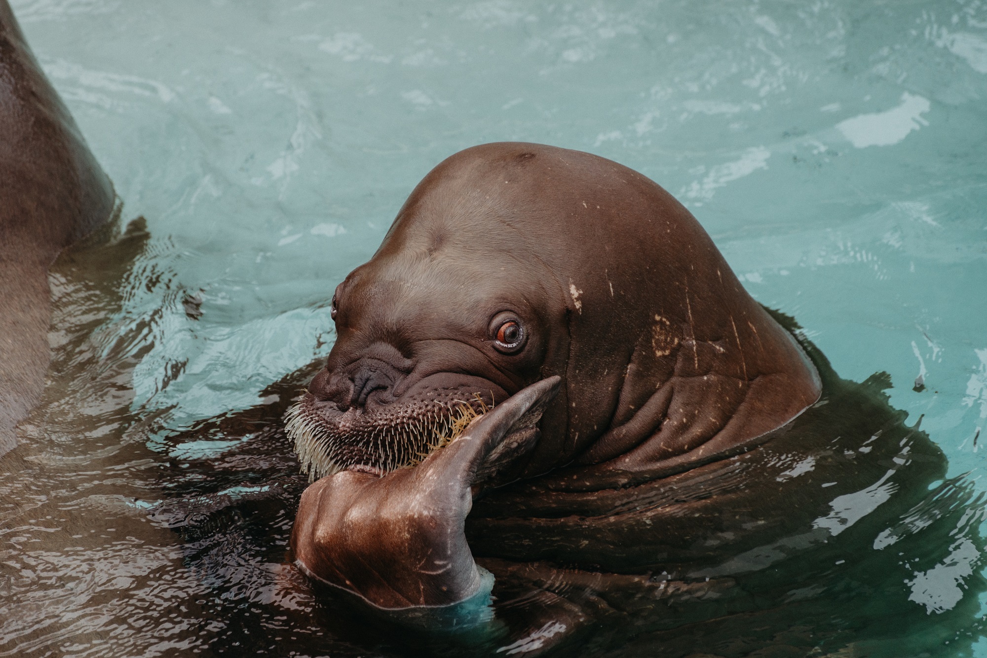 Image shows walrus in aquarium