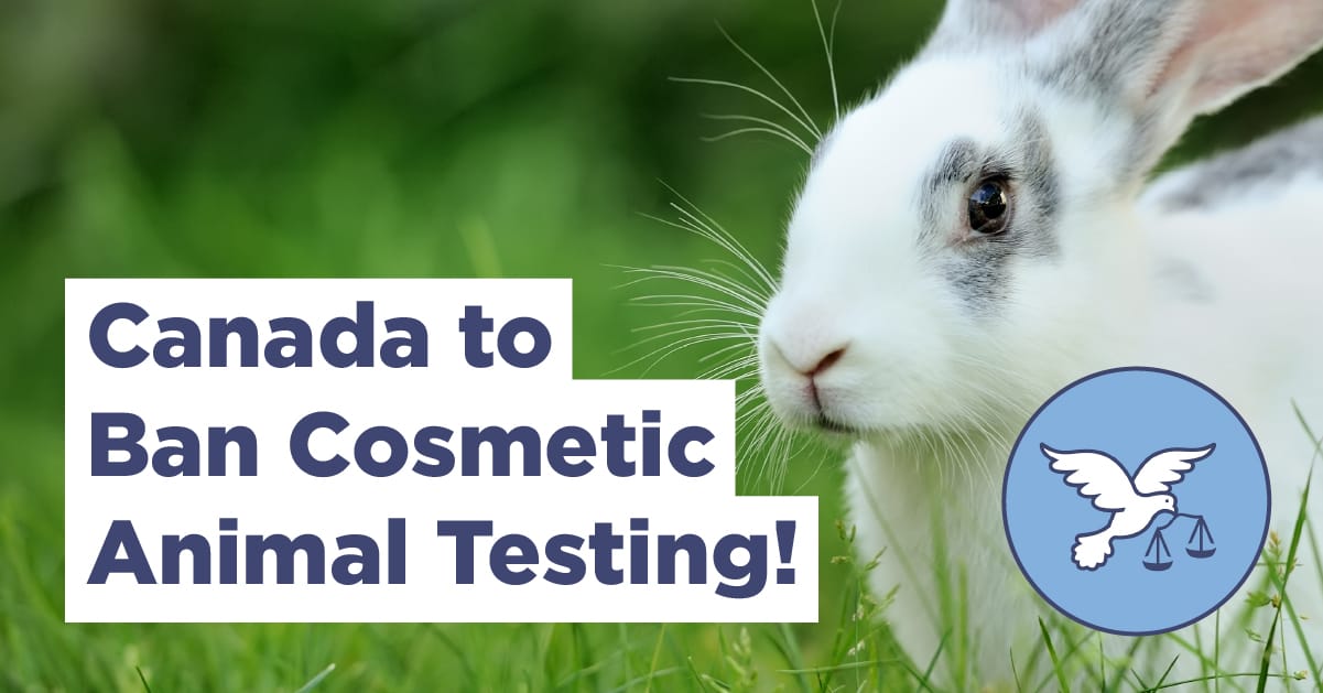 Federal 2023 Budget Canada To Ban Cosmetic Testing On Animals   Canada Cosmetic Animal Testing Ban Social Share 