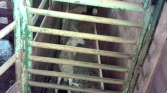 We Caught Them Illegally Abusing Animals – Why Is This Slaughterhouse Still Licensed?