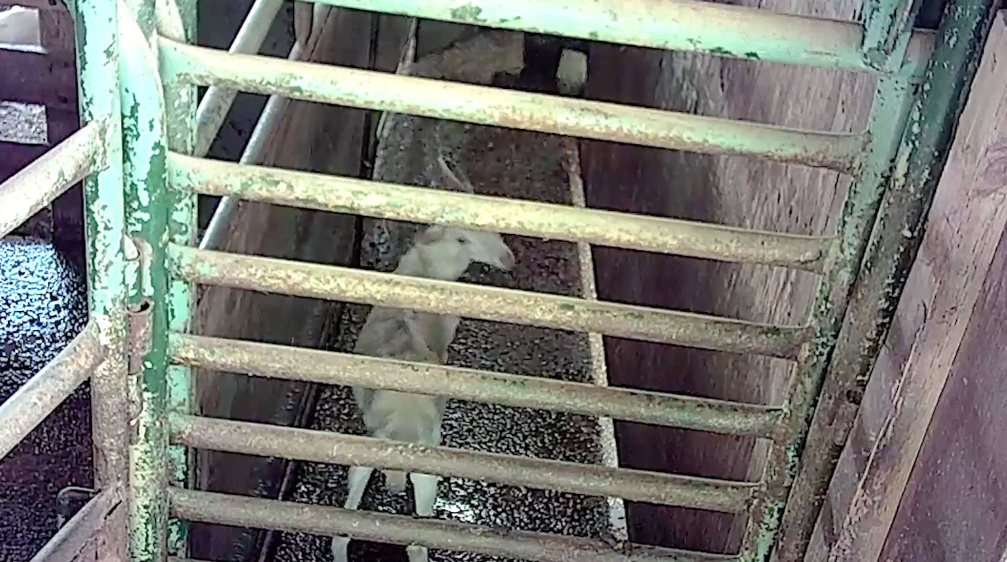 Image shows terrified goat at Meadow Valley Meats slaughterhouse.
