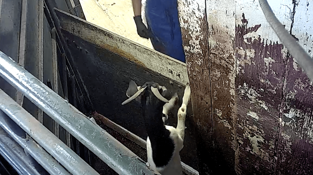 Image shows terrified goat at Meadow Valley Meats slaughterhouse.