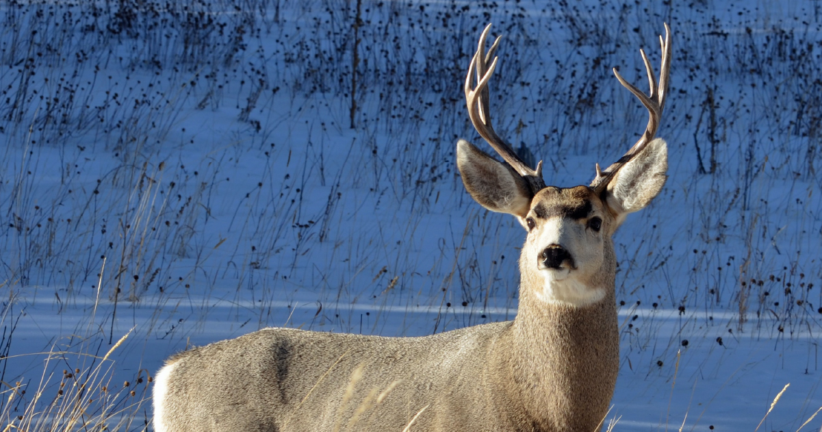 Image shows buck in snow.