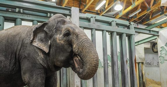 Lucy Should Be Moved to Sanctuary, Says Expert on Assessment Panel