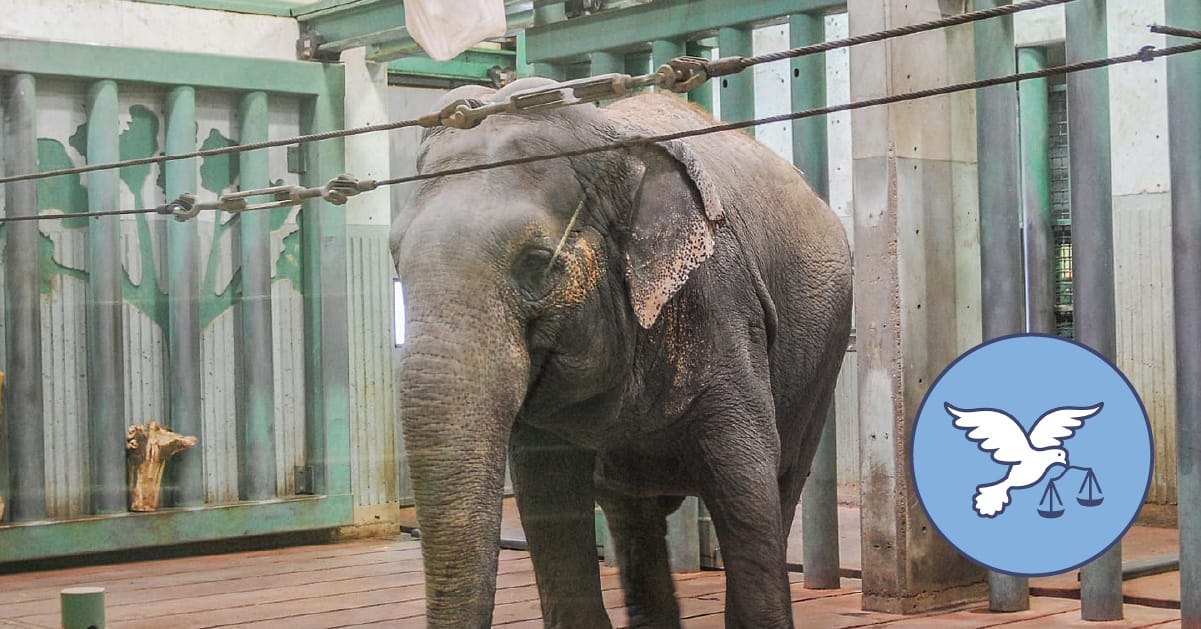 Ailing Lucy the elephant will remain in Edmonton, zoo decides