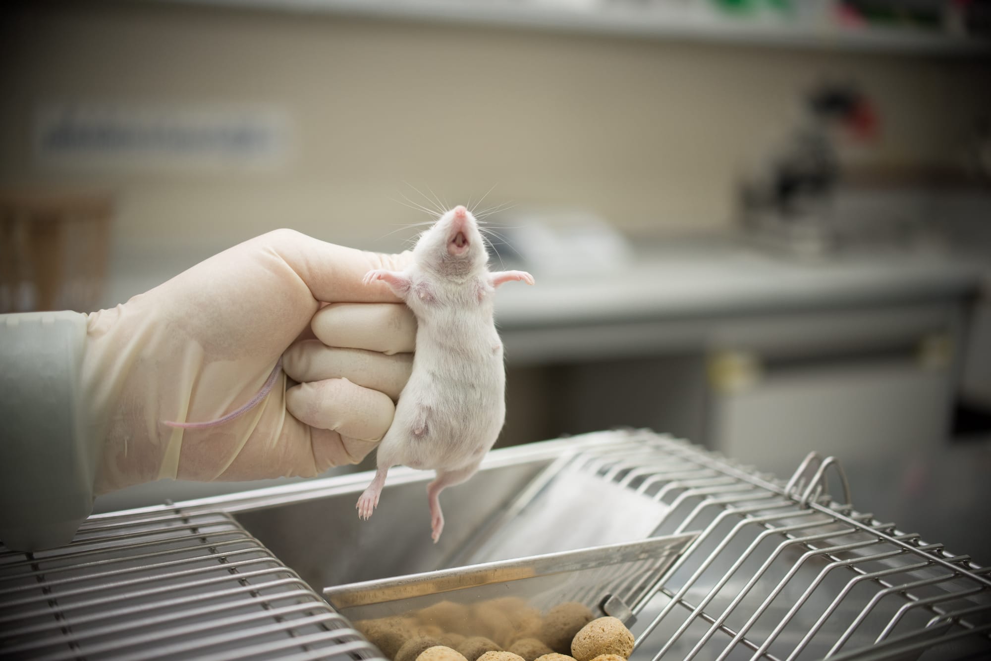 Image shows mouse held by researcher in laboratory.