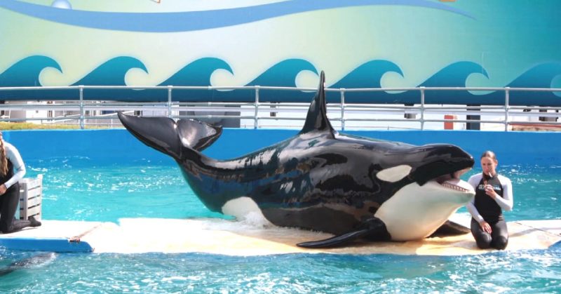 Lolita The Orca Will Find Sanctuary After Decades In Captivity - Animal ...