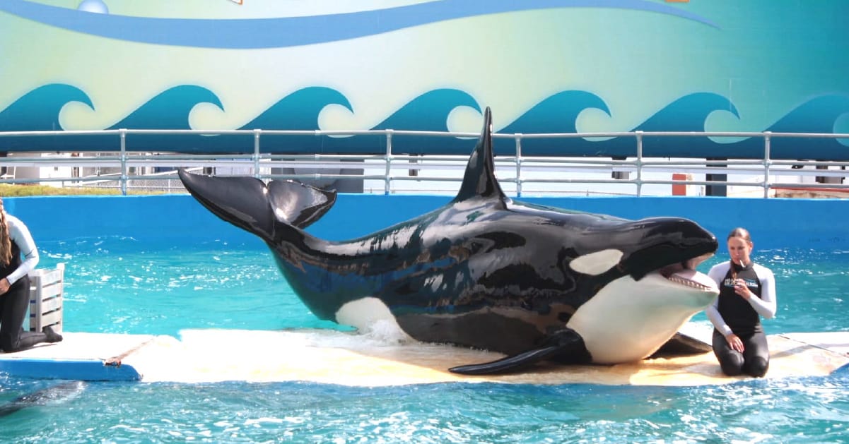 Image shows orca Lolita at Miami Seaquarium.