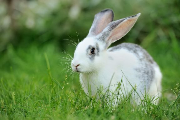 Federal 2023 Budget: Canada to Ban Cosmetic Testing on Animals!
