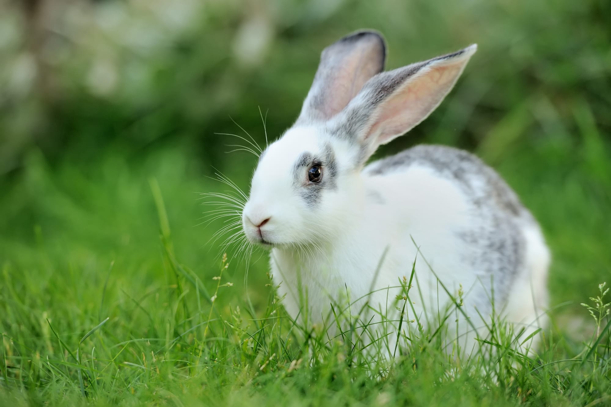 Image shows white rabbit outdoors.