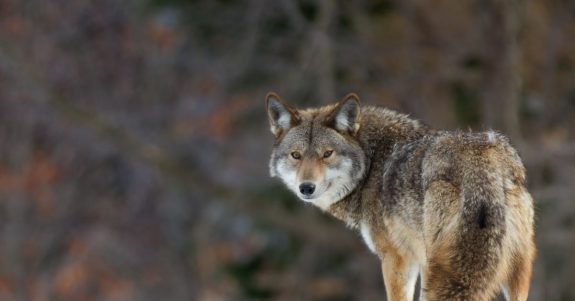 No Justice for Coyotes: Court Rejects Lawsuit Over Coyote Killing Contest
