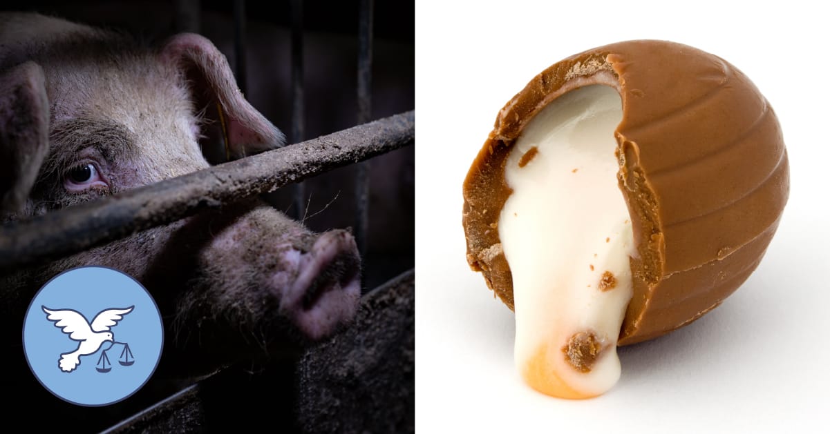 Leftover Easter Chocolate Can Be Used to Fatten Pigs on Factory Farms