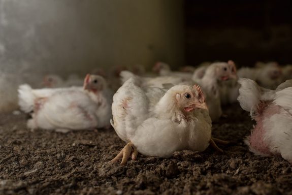 Not Just Red Meat: 5 Reasons Why Chicken Meat Is a Health Risk, Too