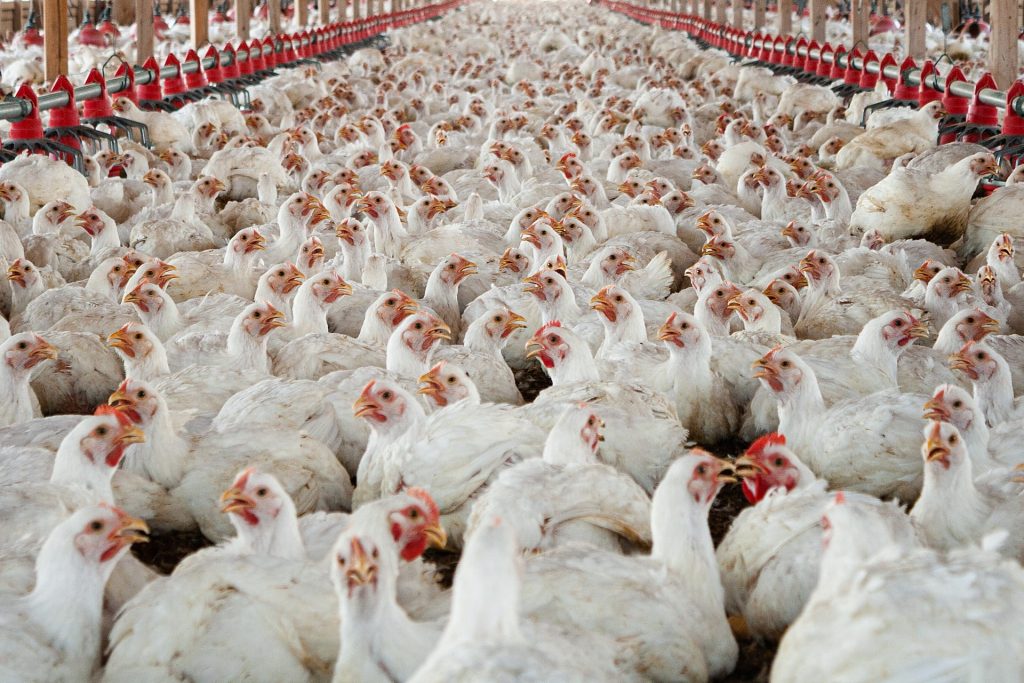 Not Just Red Meat 5 Reasons Why Chicken Meat Is a Health Risk, Too