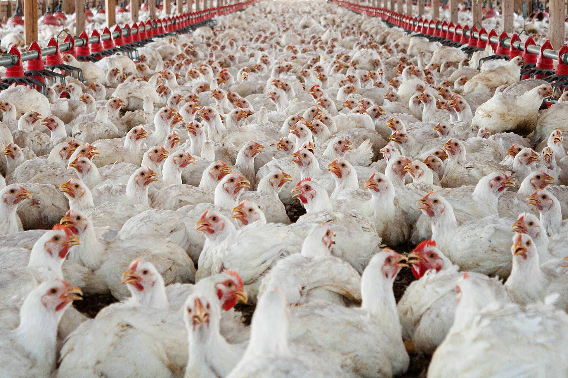 Image chows broiler chickens in factory farm