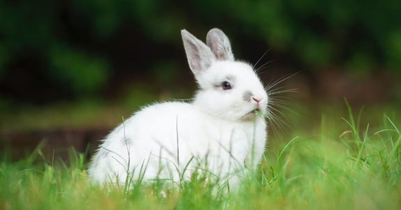 Legislation to Ban Cosmetic Animal Testing Introduced in Parliament