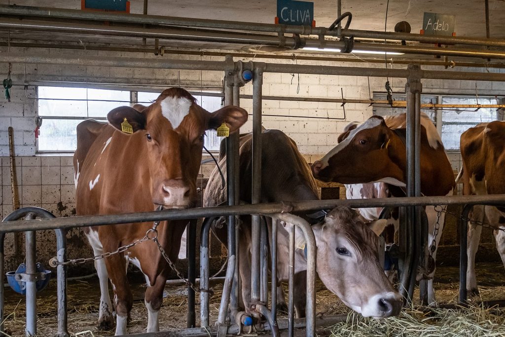 Cows in tie stalls.