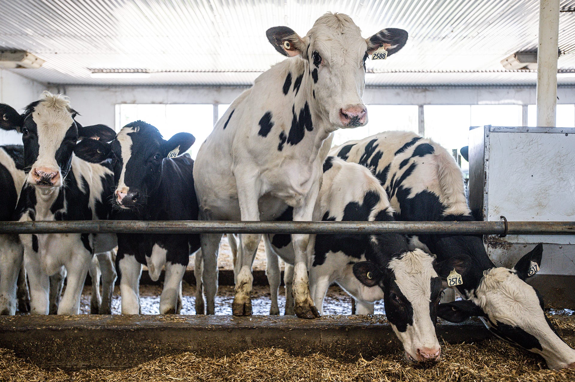 Cows living indoors in dairy farm