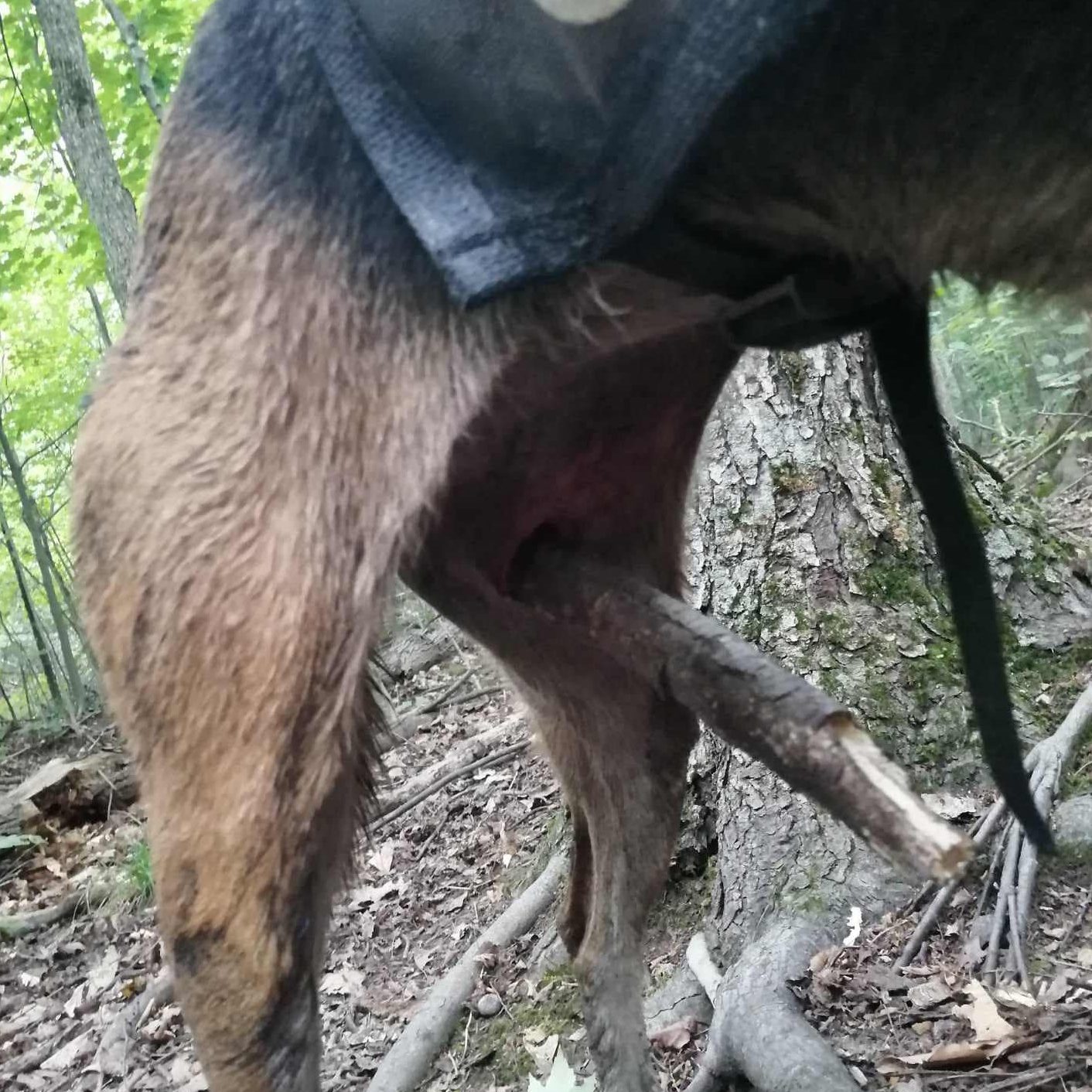 Image shows dog injured from penned hunting.