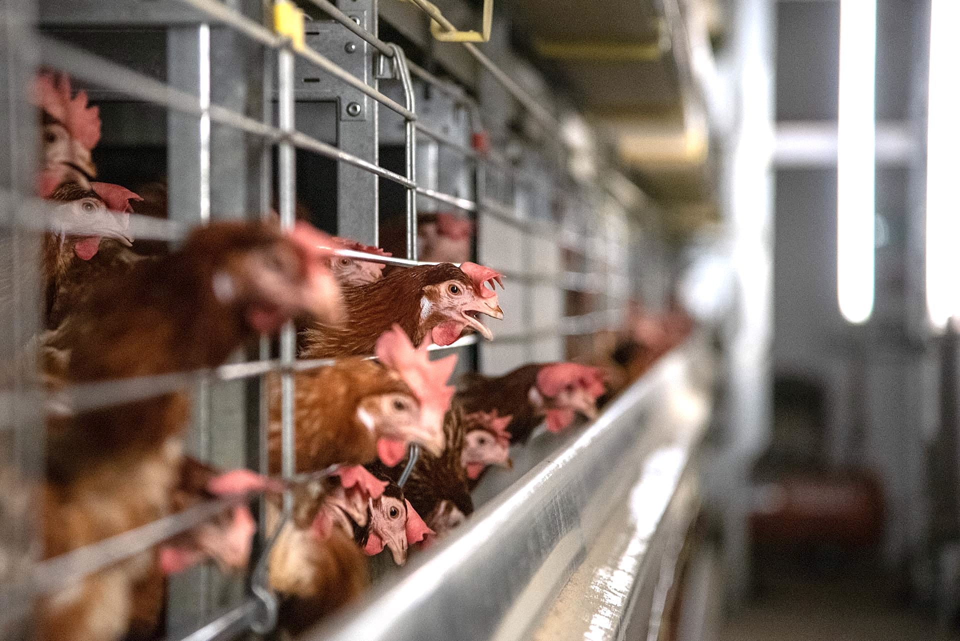 Image shows egg-laying hen in battery cage