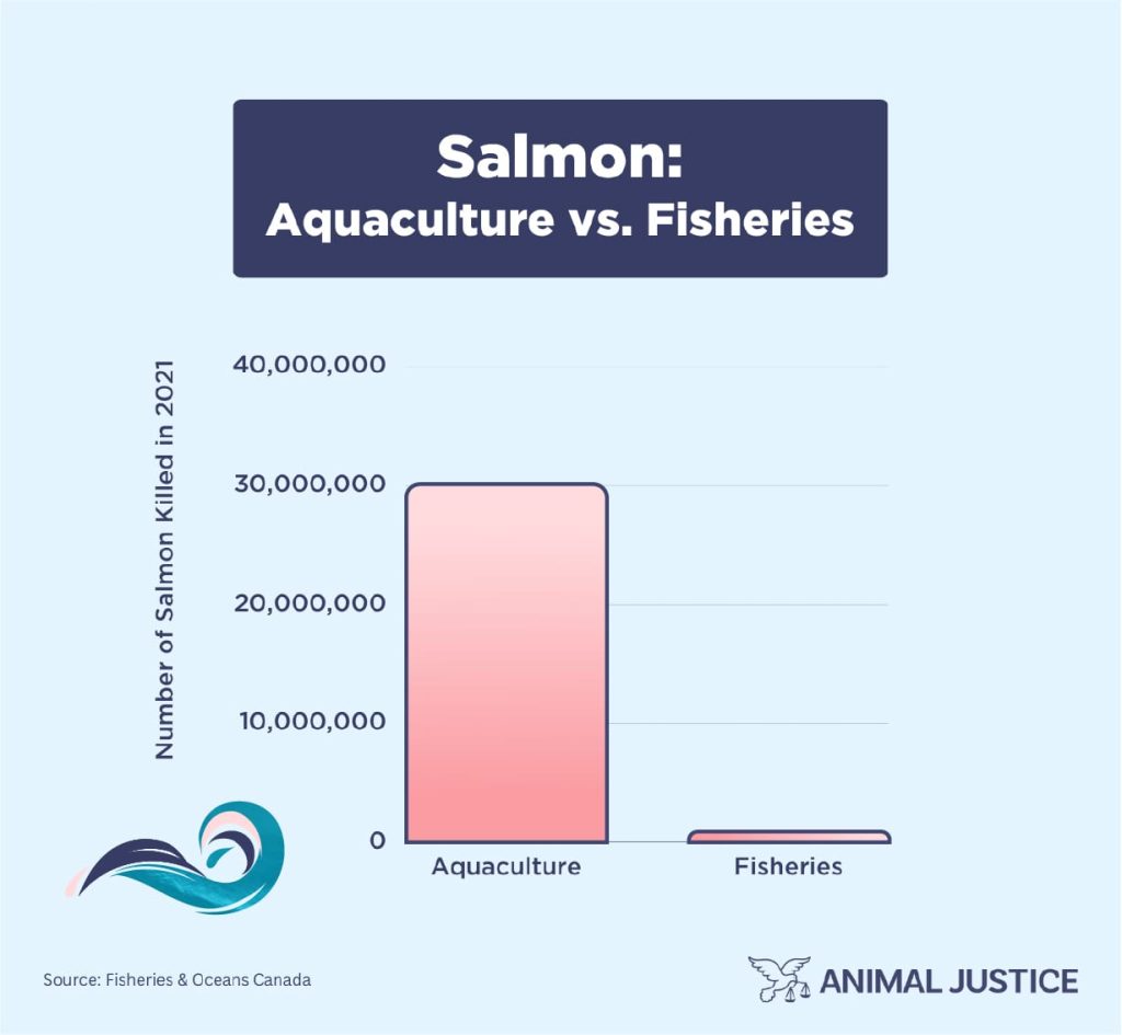 Image shows how many salmon are wild caught vs. grown in fish farms in Canada.