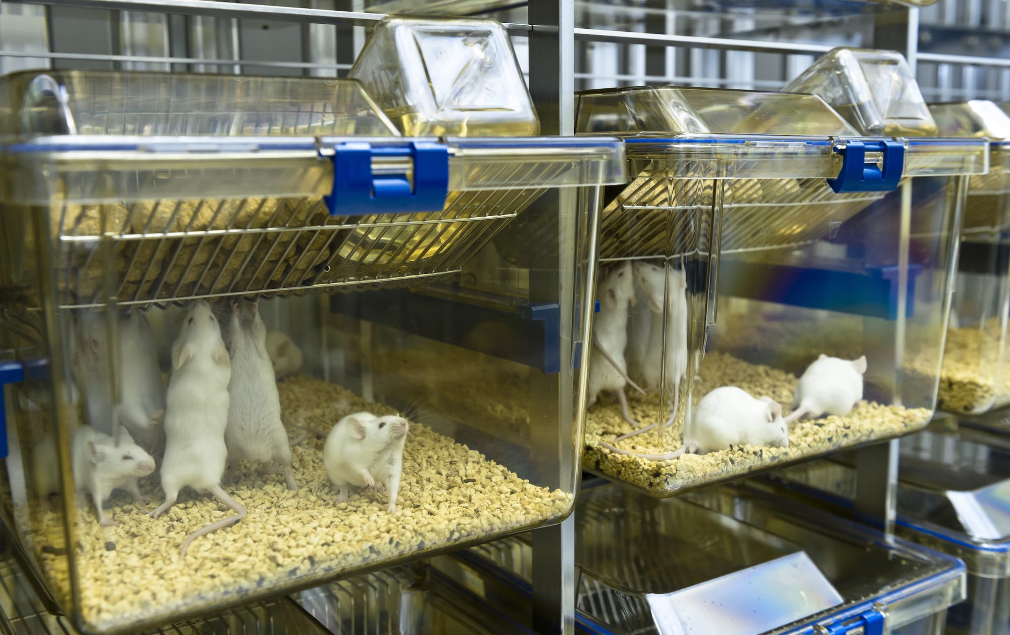 Image shows mice in cages in a laboratory.