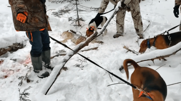 Ontario About to Issue New Permits for Penned Dog Hunt Bloodsport