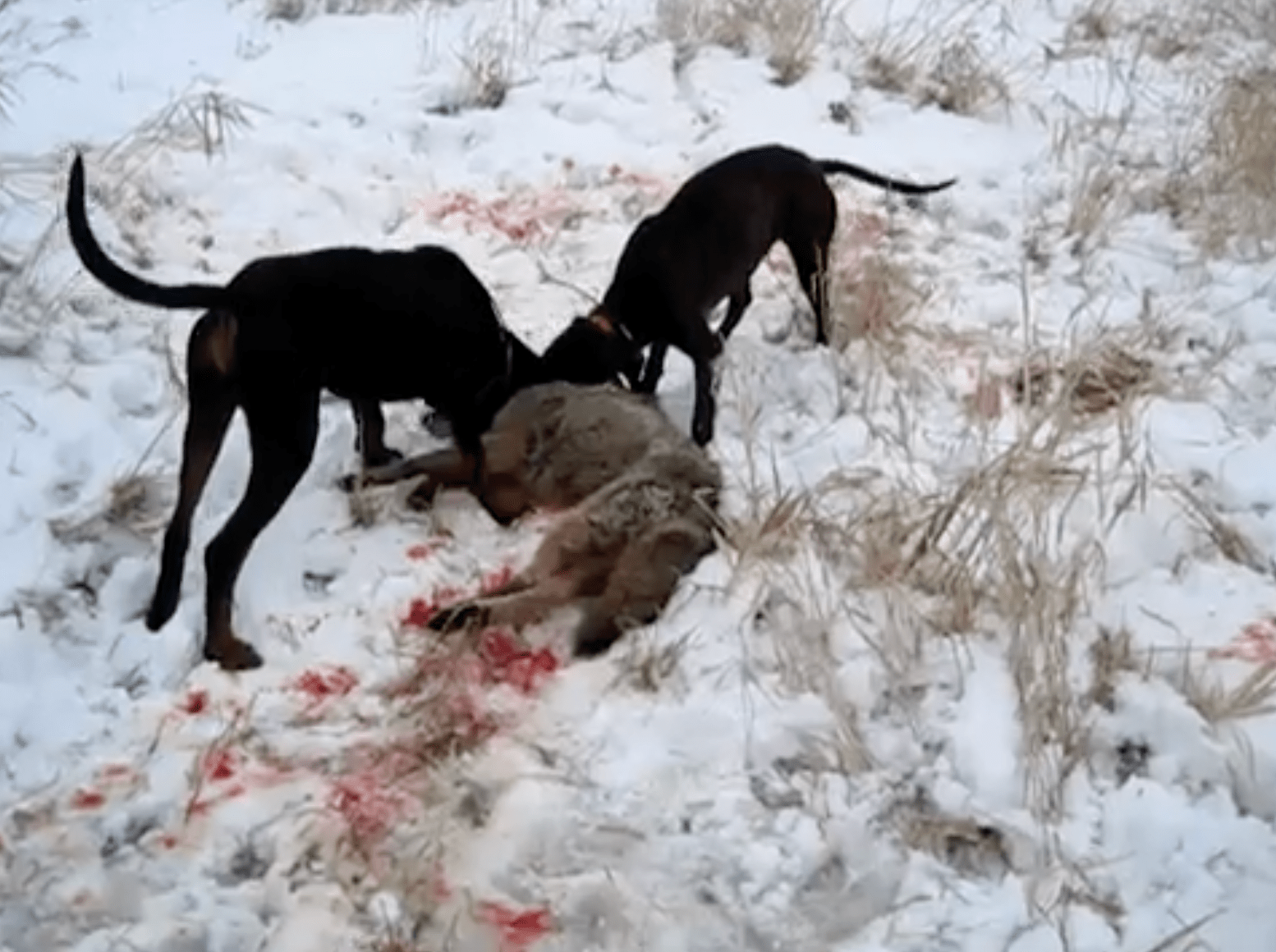 is hunting rabbits with dogs illegal