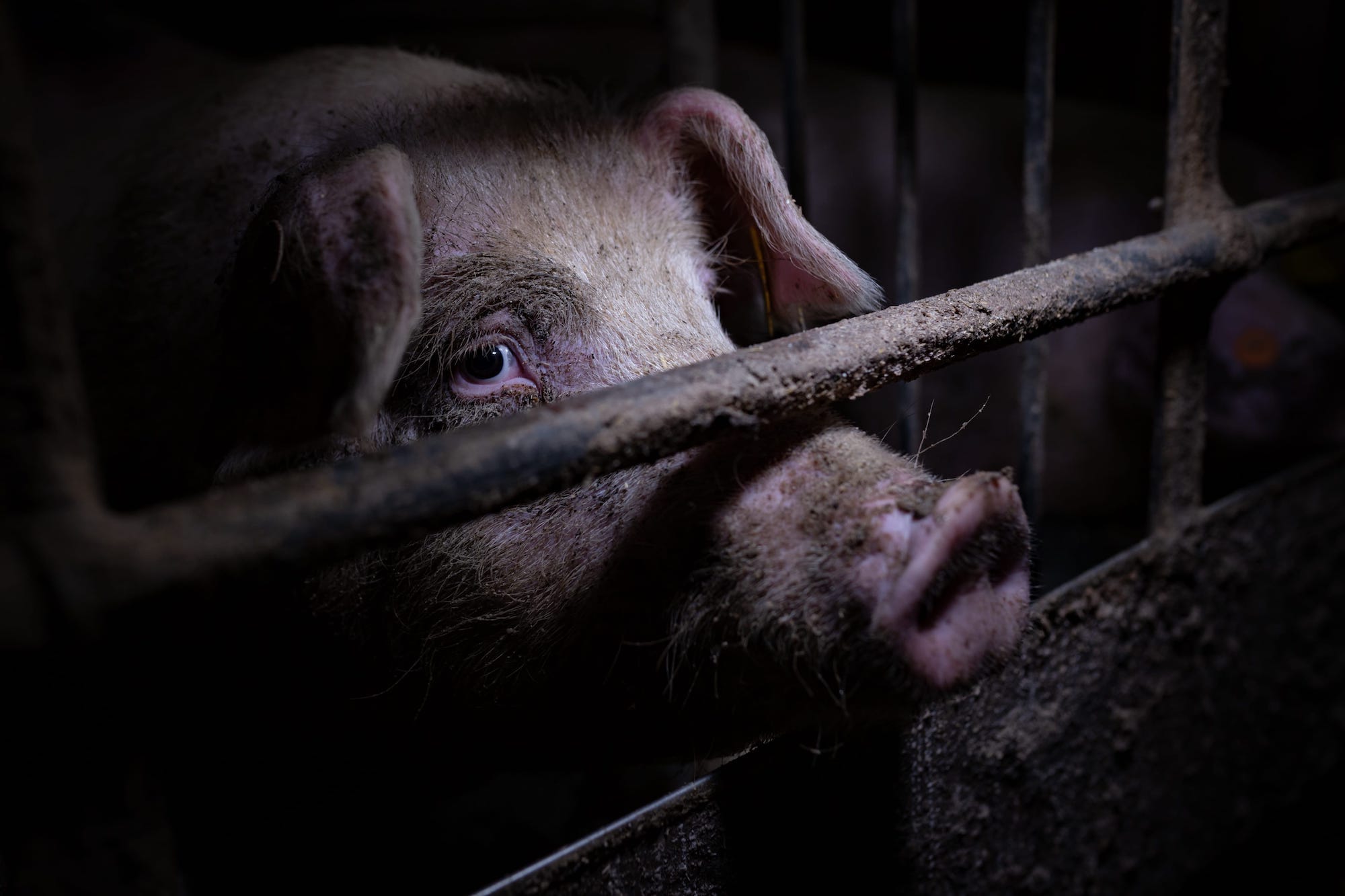 Image shows pig in factory farm