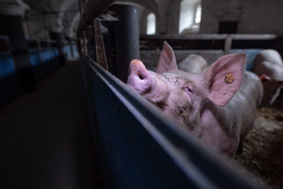 Huge Quebec Pig Slaughterhouse is Shutting Down