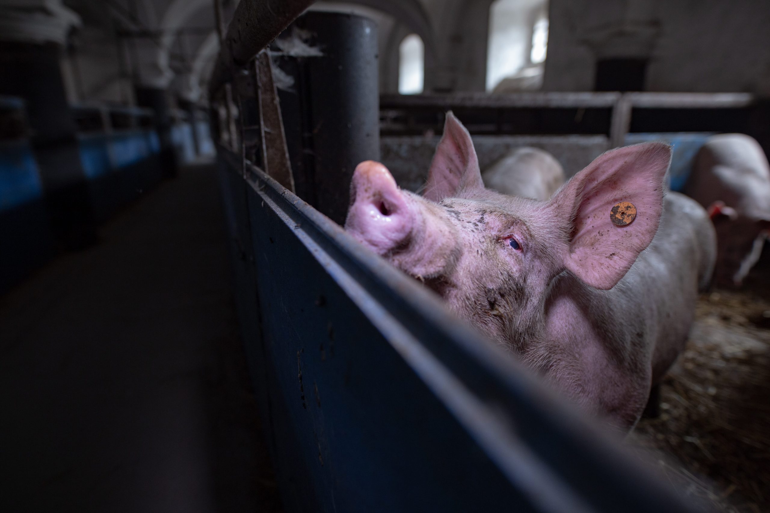 Image shows pig in factory farm.