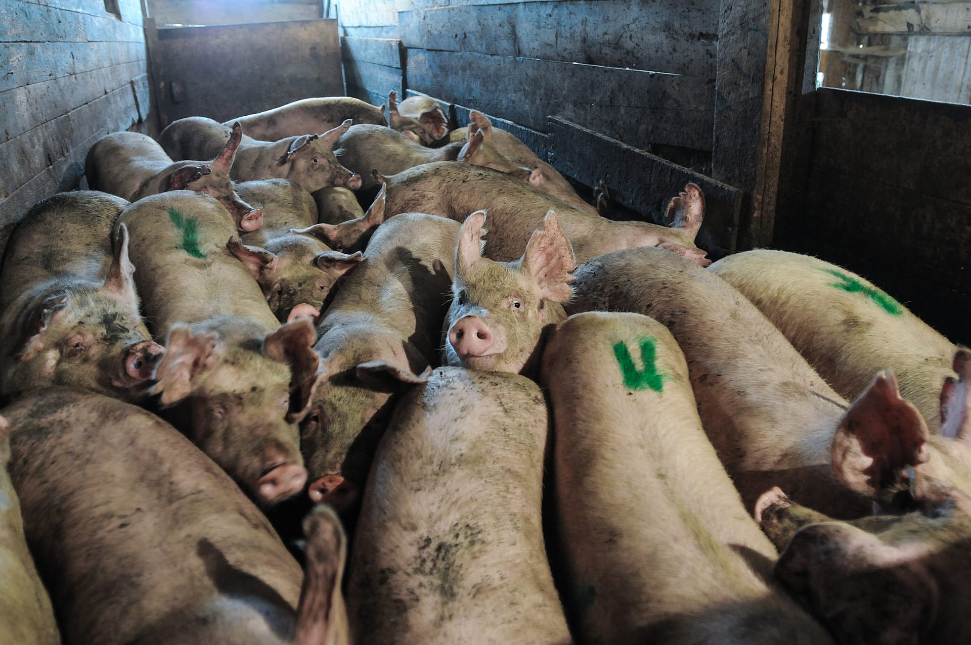 Image shows crowded pigs at slaughterhouse.