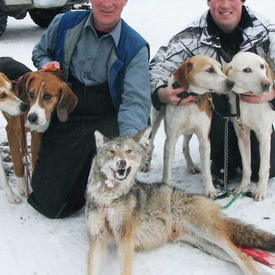 Image shows hunters posing with hounds and dead coyote in penned hunt.