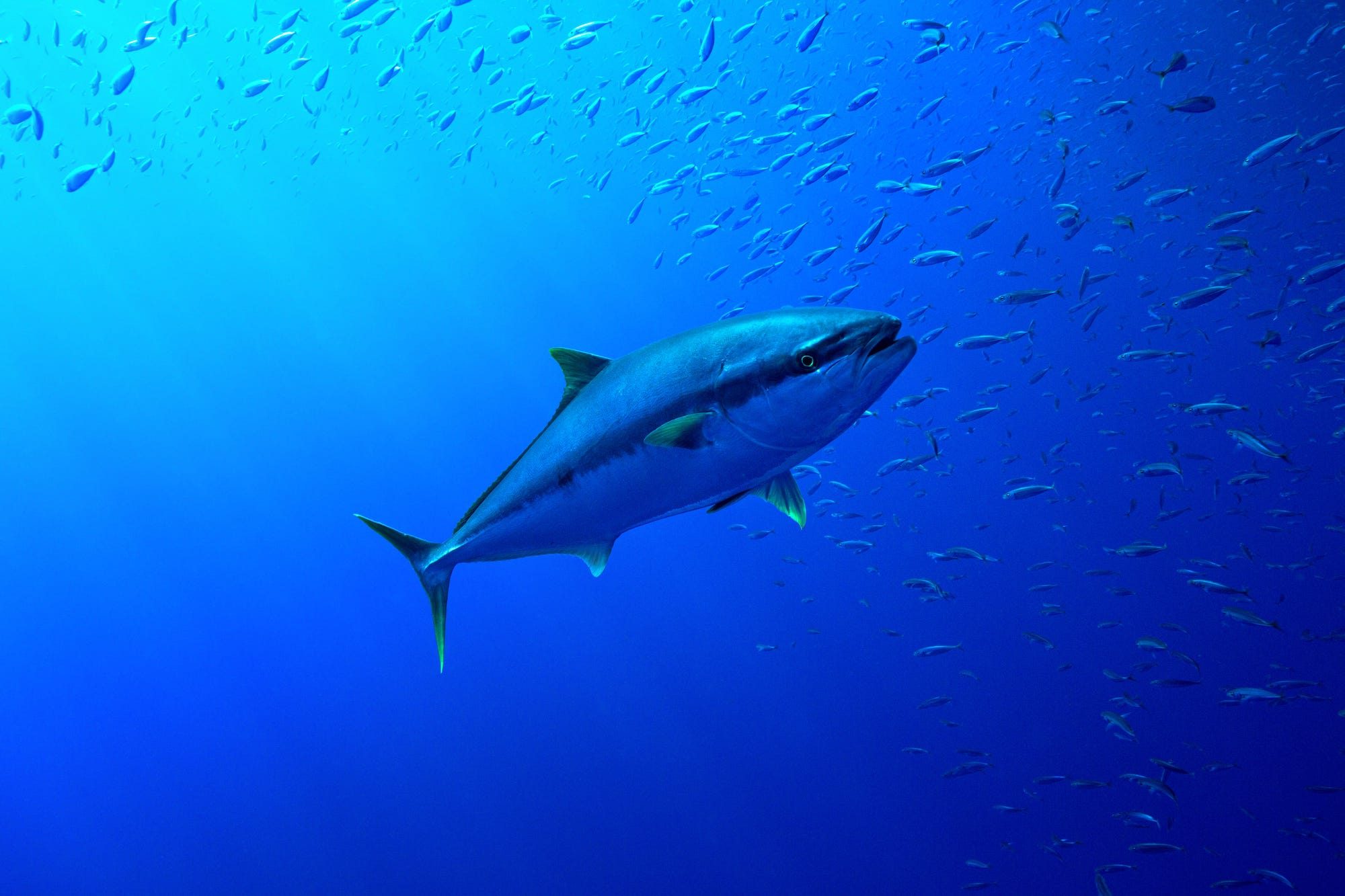 Image shows tuna swimming in ocean.