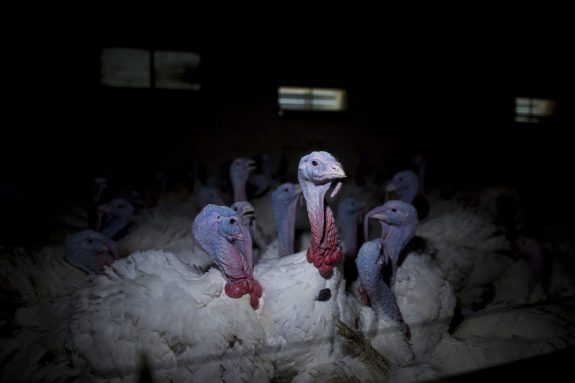 Turkey Necks Crushed With Castration Tools in Avian Flu Outbreak