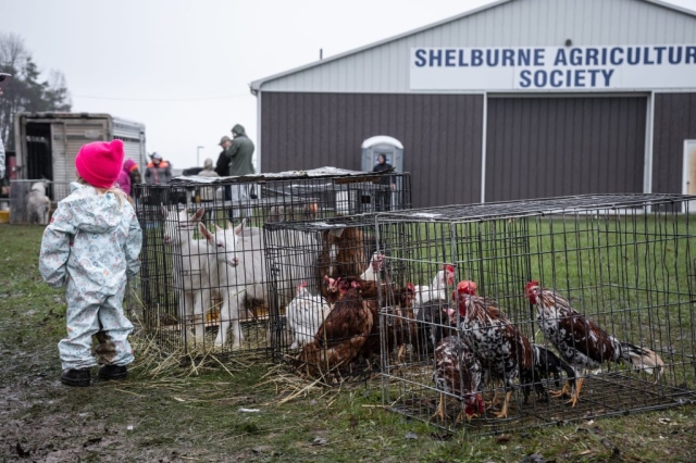 Image shows goats and chickens in live animal market.