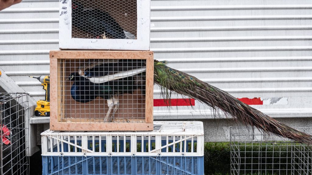 Image shows peacock in live animal market.