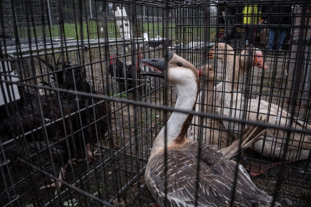 Image shows geese in live animal market.