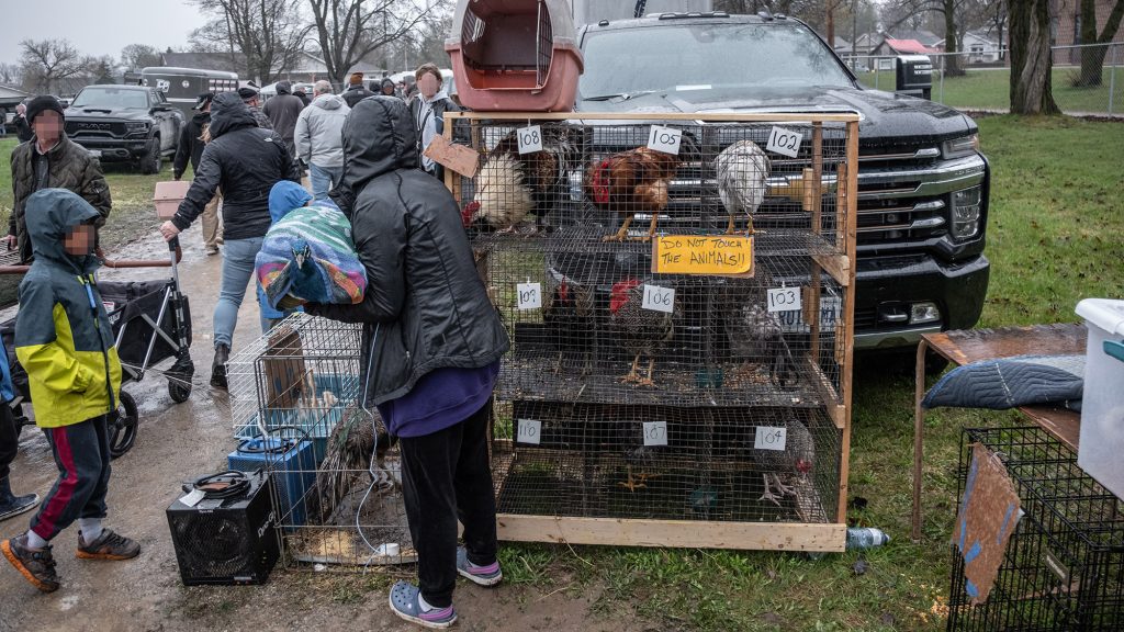 Image shows chickens in live animal market.