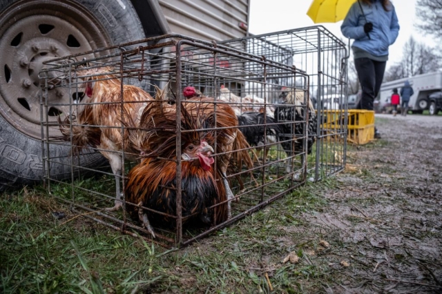 Image shows chickens in live animal market.