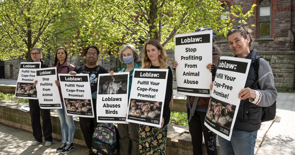 Loblaws Protest: Confronting Shareholders With Failed Cage-Free Promise